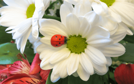 Ladybug Bouquet